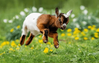 Cute:5ajp0jlbw0a= Baby Goats