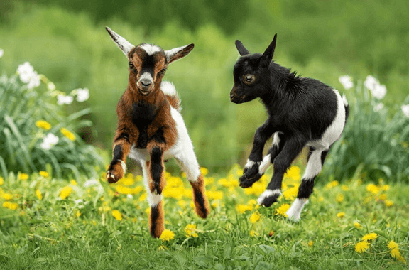 Cute:5ajp0jlbw0a= Baby Goats