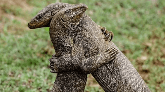 Cute:4jevscdgfka= Komodo Dragon