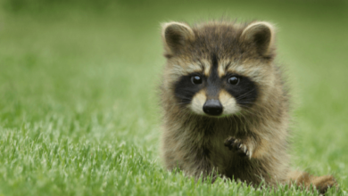 Cute:8dnnkqwwd-E= Racoon