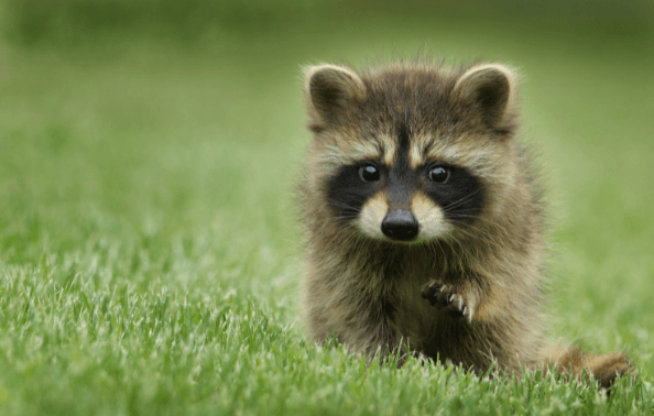 Cute:8dnnkqwwd-E= Racoon