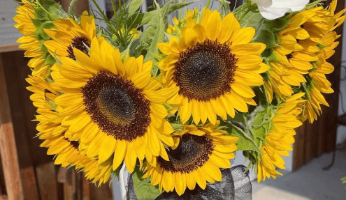 Cute:24caowiunty= Sunflowers