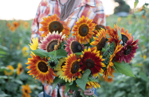 Cute:24caowiunty= Sunflowers