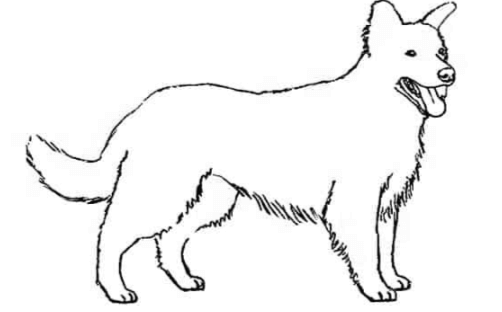 Outline:6jvtlg5mbf4= Border Collie Drawing