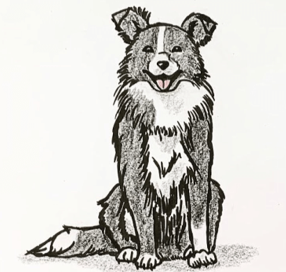 Outline:6jvtlg5mbf4= Border Collie Drawing