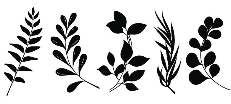 Outline:1katqdk7ygw= Leaf Clipart