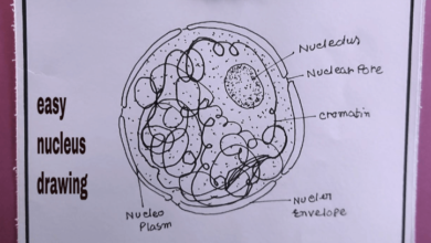 Simple:5jc2leswepg= Nucleus Drawing