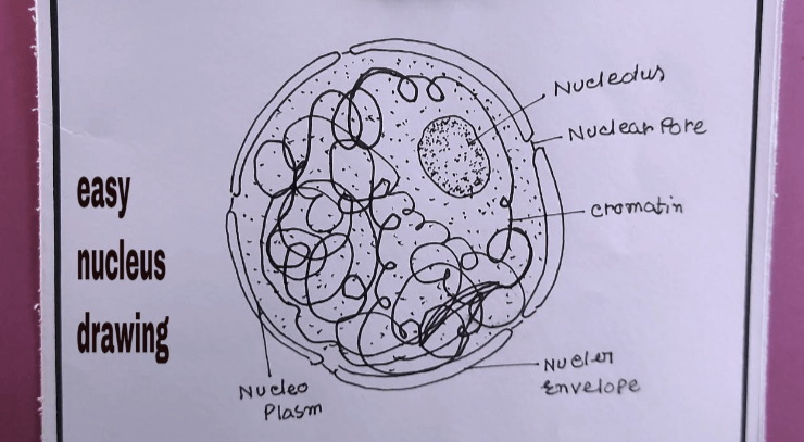 Simple:5jc2leswepg= Nucleus Drawing