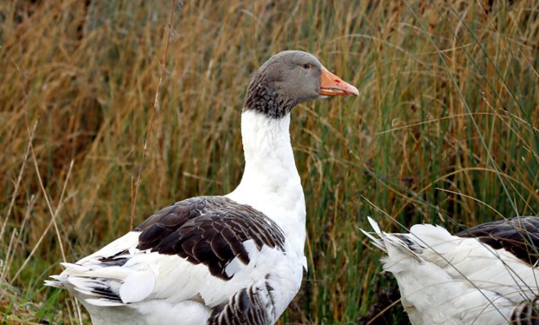 faidiesel overview and profile