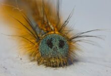 fix klupzo333 bug errors