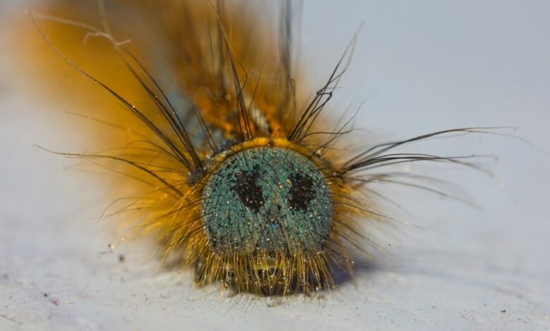 fix klupzo333 bug errors