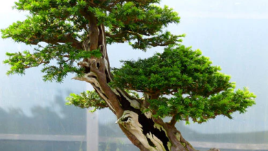 Bonsai Tree Suppliers