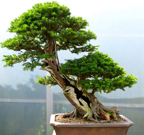 Bonsai Tree Suppliers