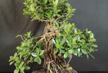 Choosing the Right Setting for a Large Aerial Root Ficus Bonsai