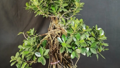 Choosing the Right Setting for a Large Aerial Root Ficus Bonsai
