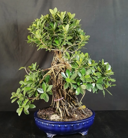 Choosing the Right Setting for a Large Aerial Root Ficus Bonsai
